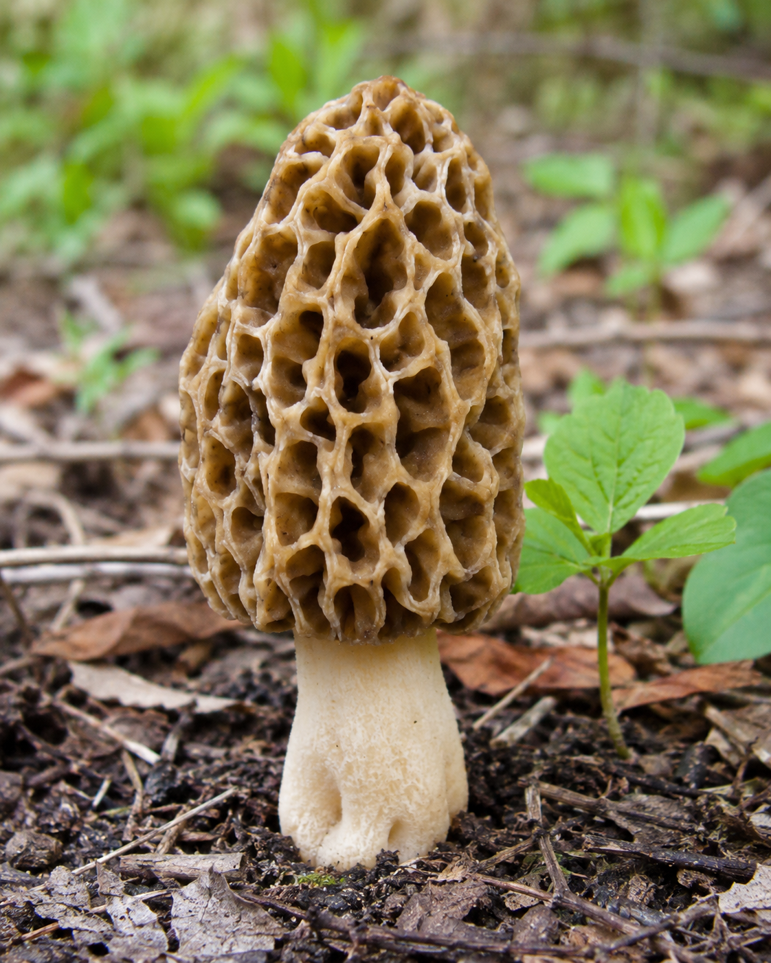 Morel Mushroom